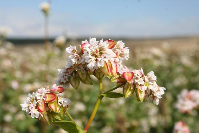 Buckwheat bloom