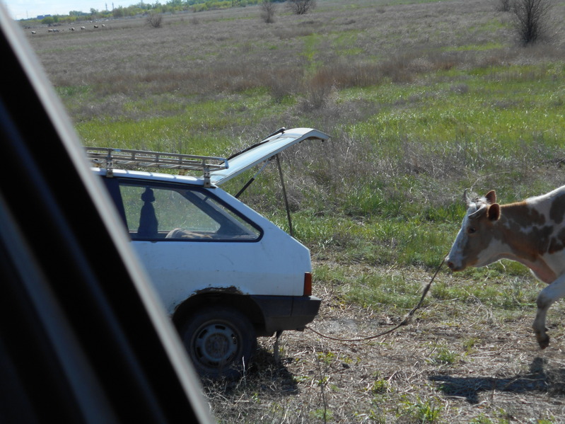 Корова на прицепе / Convoying the cow