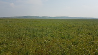 #3: grassland soutward - Altai mountains