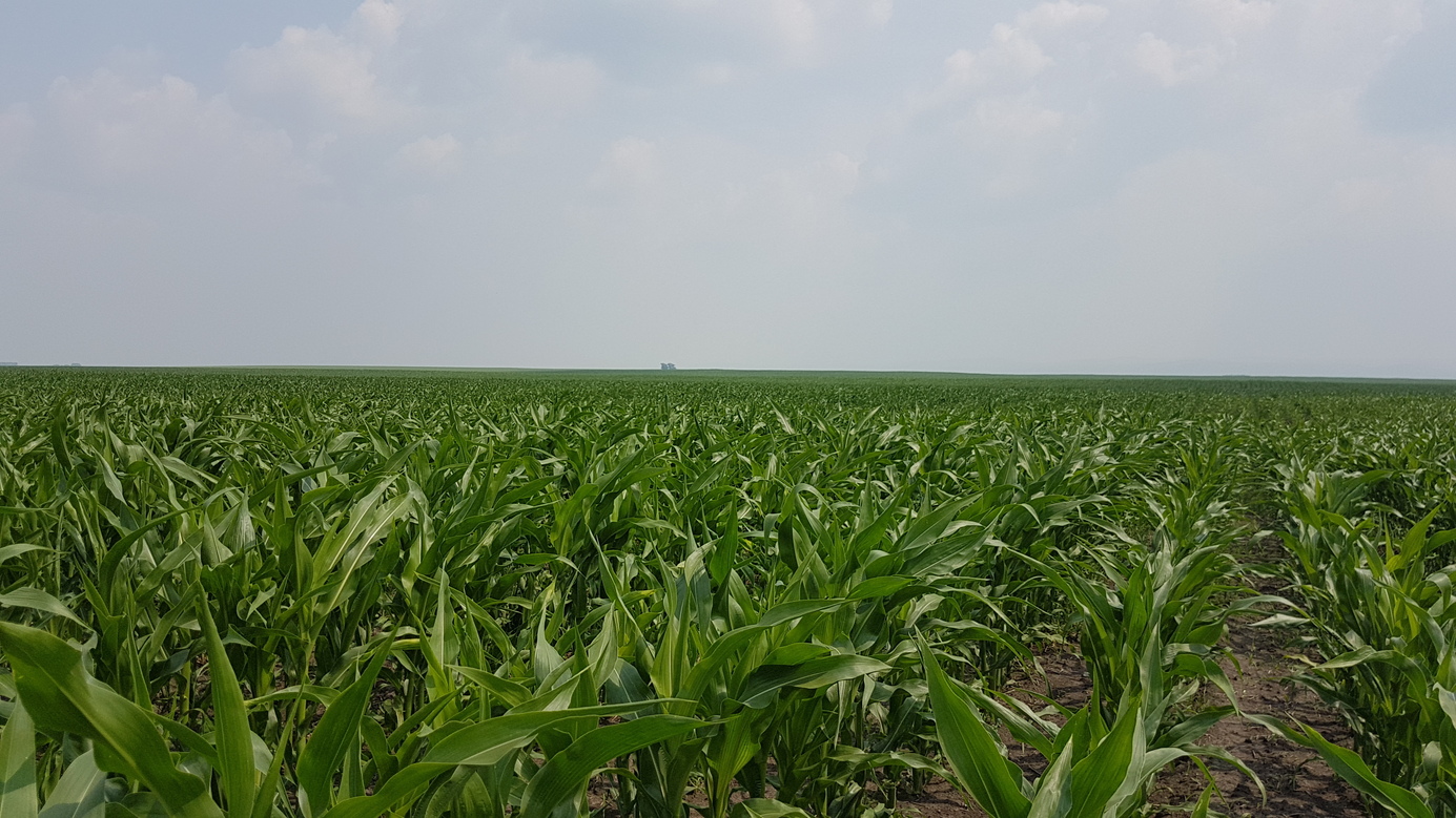 East - trees abouve maize