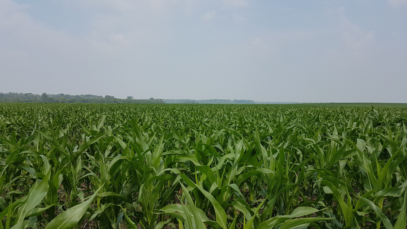 North - maize & scrubs along meandering water course of Anuy river