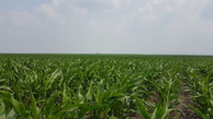 #2: East - trees abouve maize