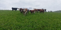 #7: Confluence cows