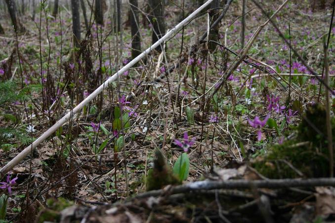 Весенняя флора -- Spring flora