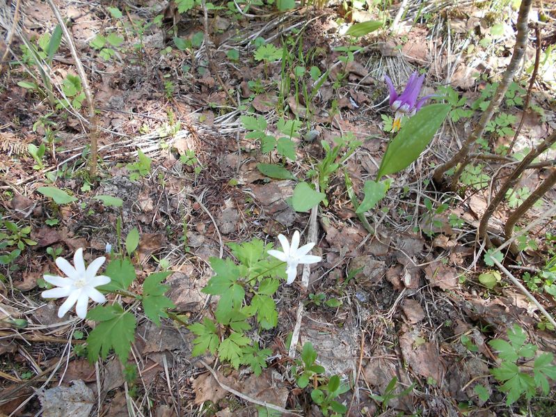 Редкие весенние цветочки / Spring flowers