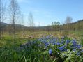 #10: Первые весенние цветы / More spring flowers