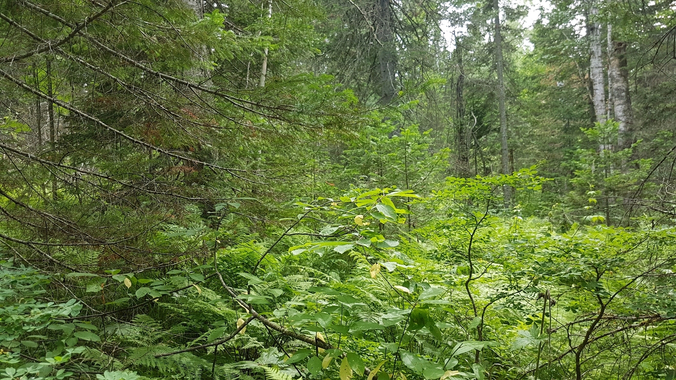 dense forest looking South