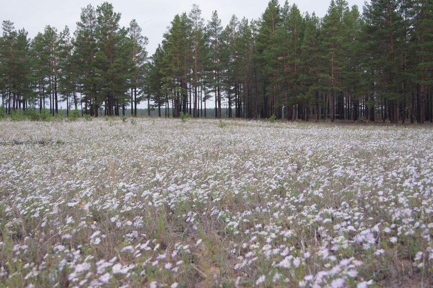 Ромашковое поле / Camomile field