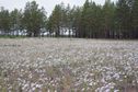 #8: Ромашковое поле / Camomile field