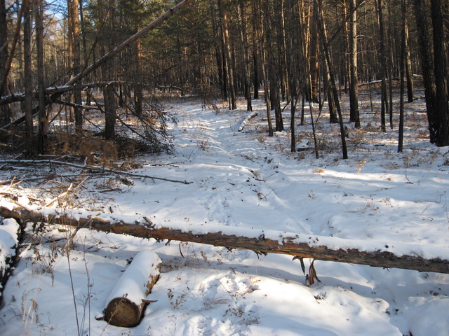 Партизаны/Fallen tree