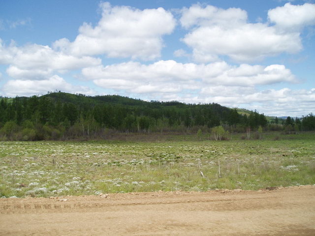 Grass at the swamp