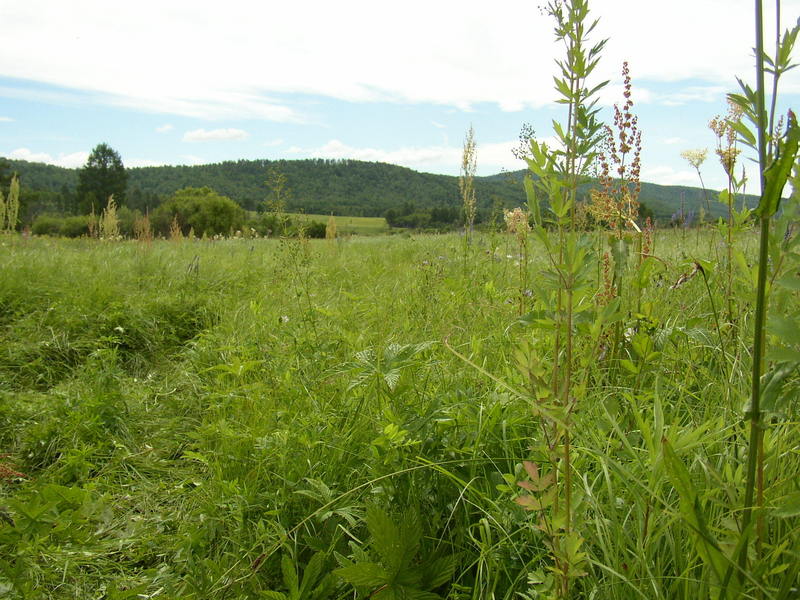 Такая у нас природа!/Belt-high grass