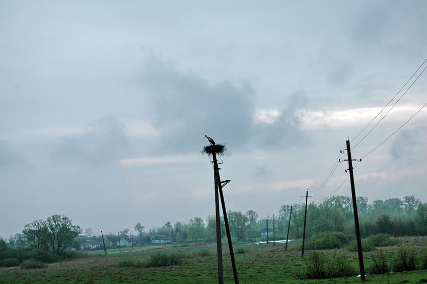 A stork/Аист