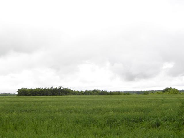 Confluence grove seen from oat field