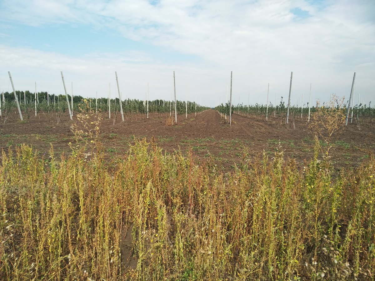 Apple plantation ahead / Дорога упёрлась в яблочную плантацию