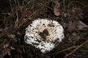 #6: Mushrooms