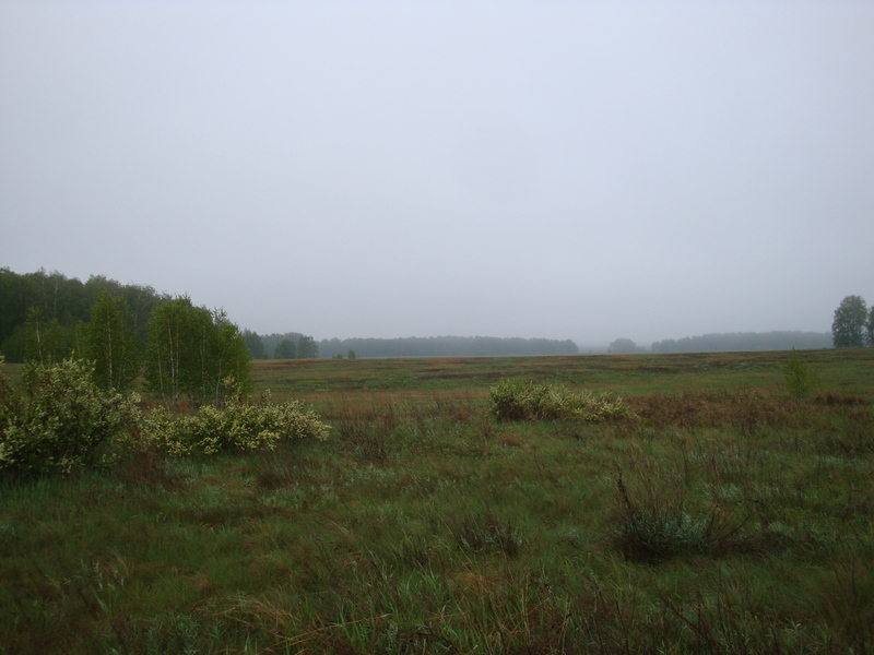 Местный пейзаж / Local landscape