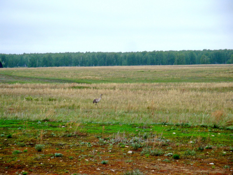 Журавль / Crane