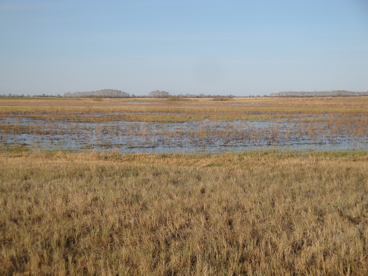 Поля в воде / Fields in water