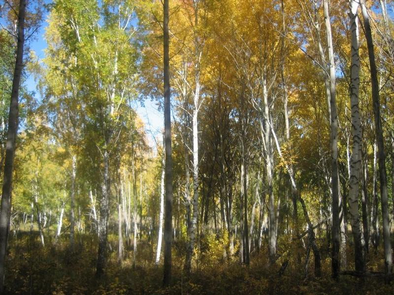 North view from the confluence