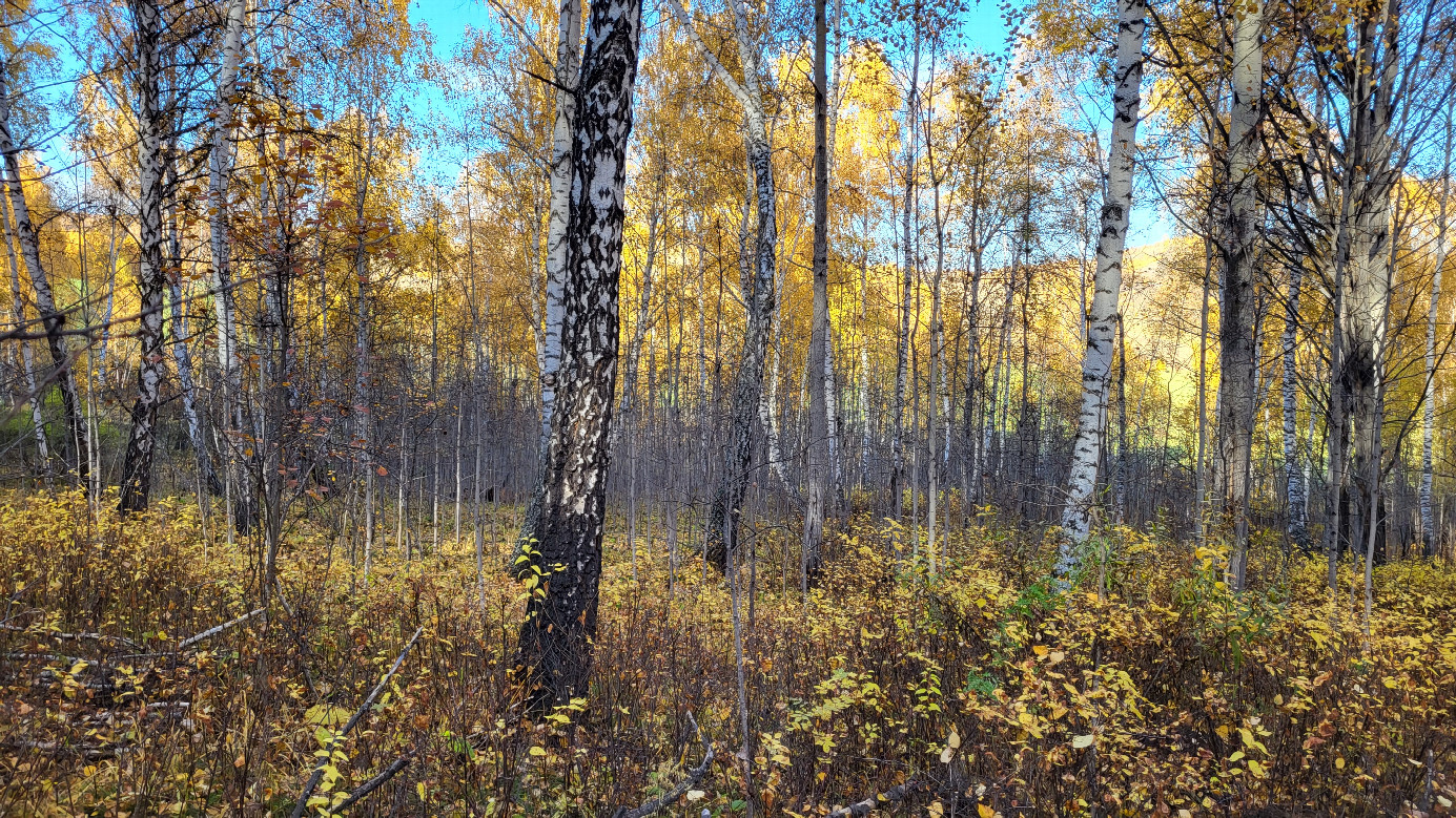 Север / North