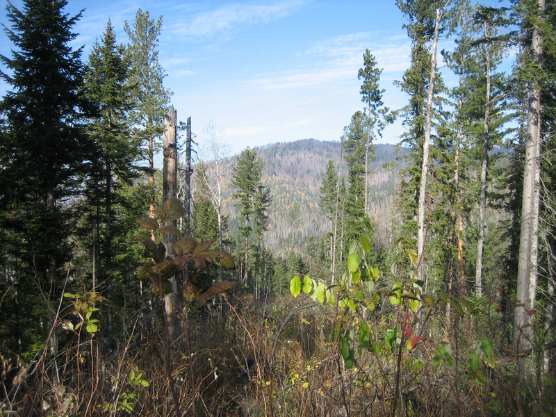 Overgrown trail from CP to Srednyaya Shush