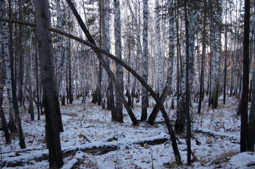 На Север/Looking North