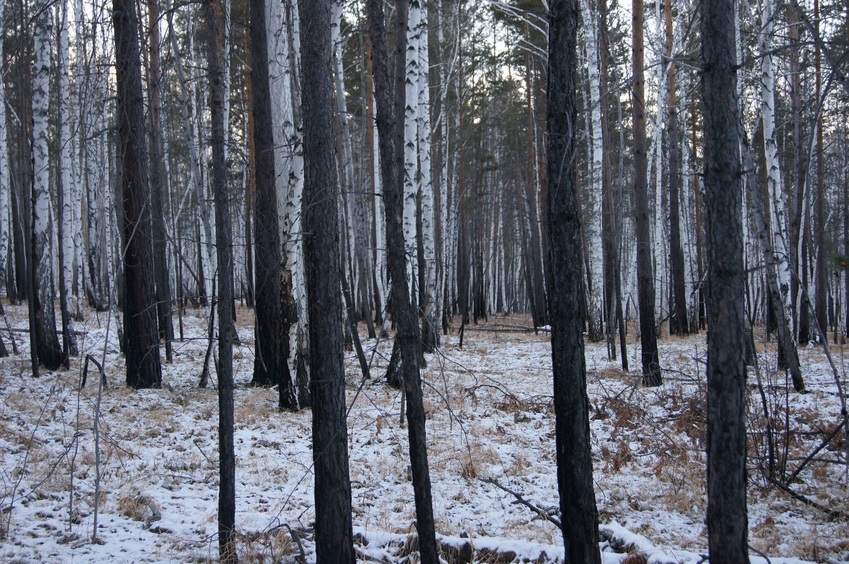 На Запад/Looking West