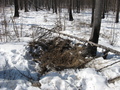 #8: Столовая кабанов/Wild boars' dinning room