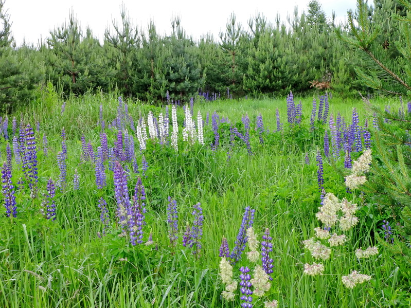 Lupines are around