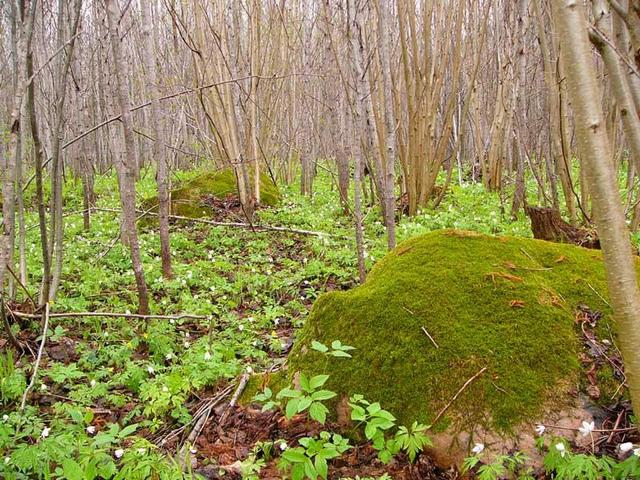 Glacial stones