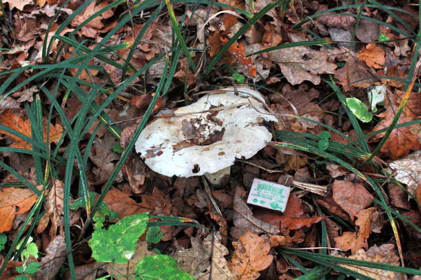 Milk mushroom