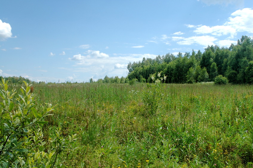 At the forest edge in 95 m from CP / Вид с опушки в 95 м от цели