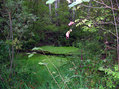 #9: Beauty. Swamp