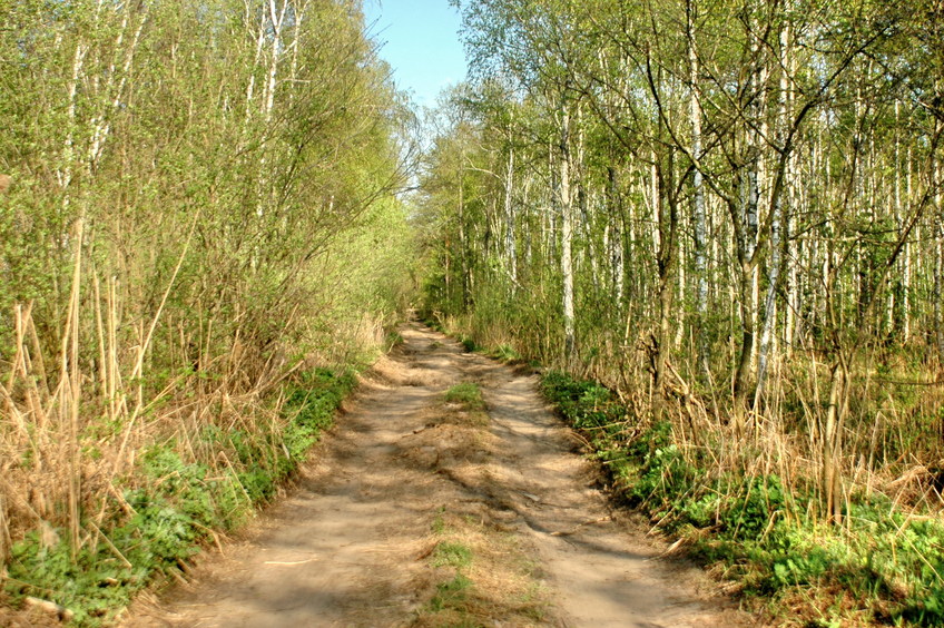 Forest road where I met 7 cars passing by