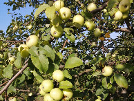 #7: Apples