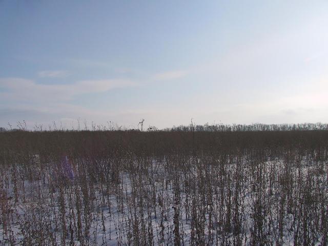 Looking West from Confluence point