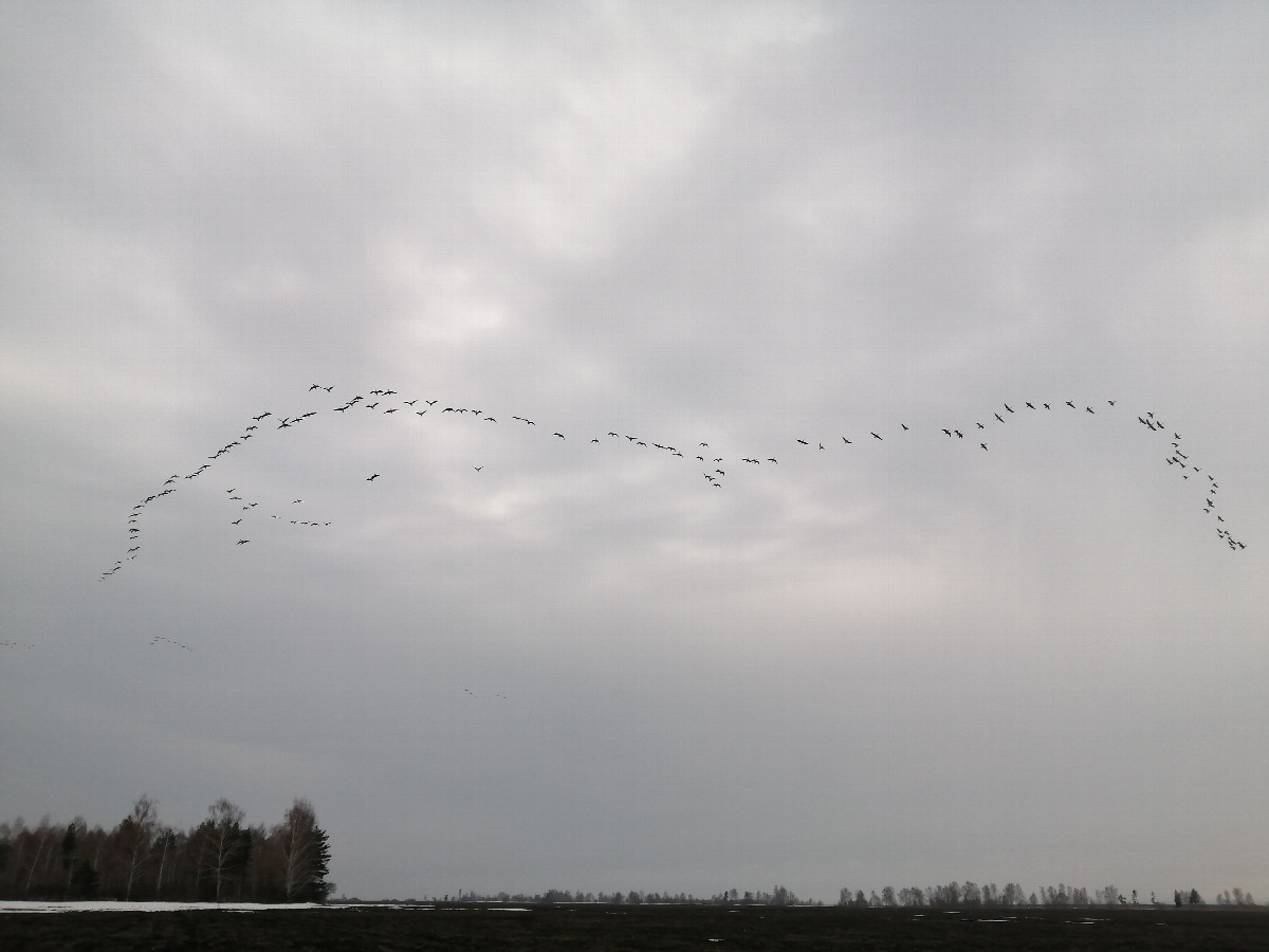 Flying ducks