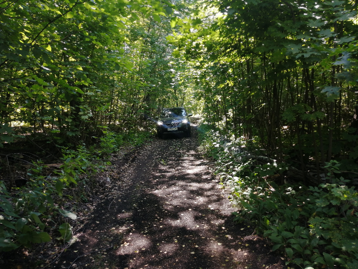 Forest Path