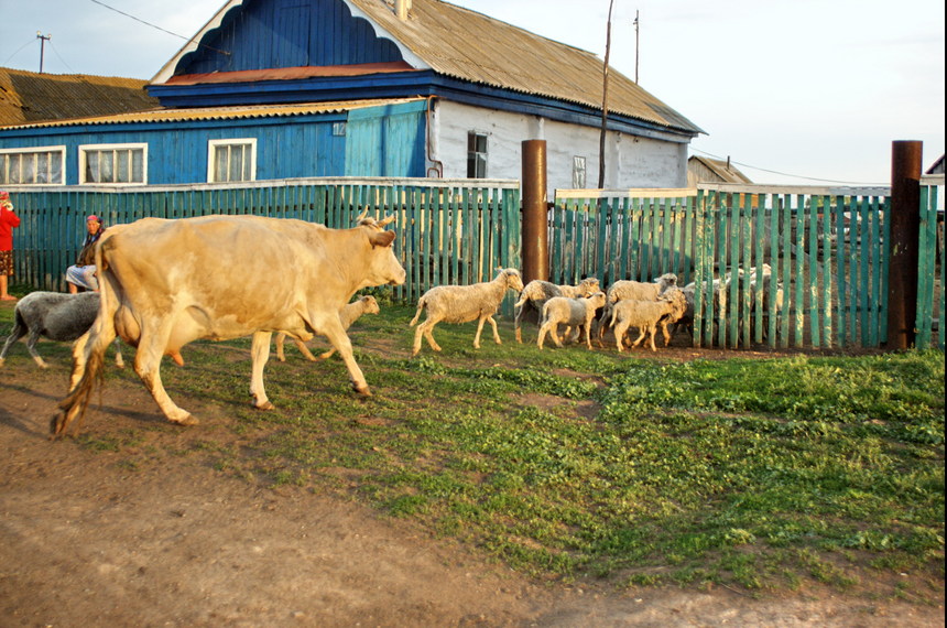 Бегущий скот/Running cows