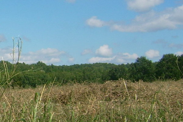 View from the confluence point