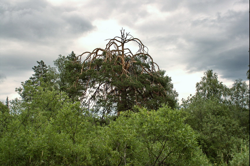 Strange pine/Странная сосна