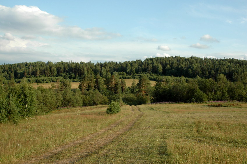 Haymakers' road (2.4 km from CP)