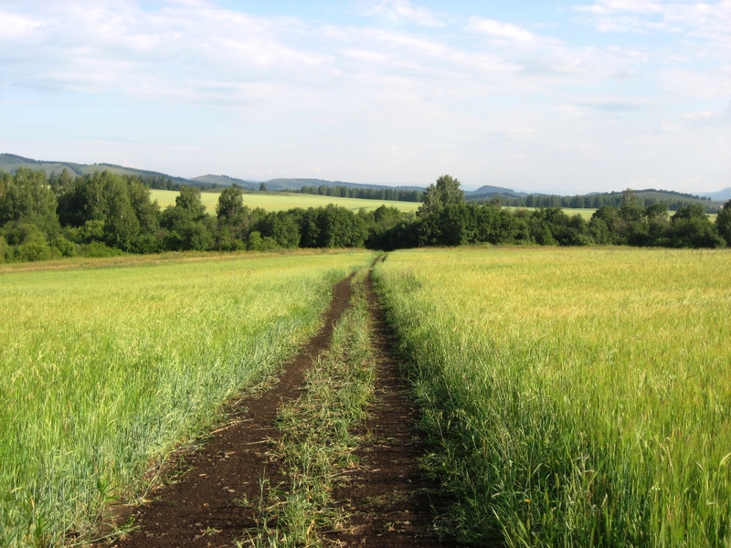 Field dirt road. 500 m from the confluence