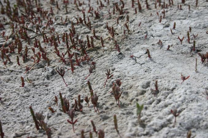 Солончаковая растительность -- Saline vegetation