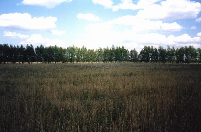 View to the North of the CP.