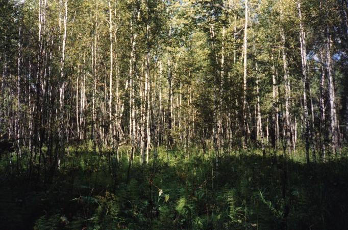 View to the North of the CP.