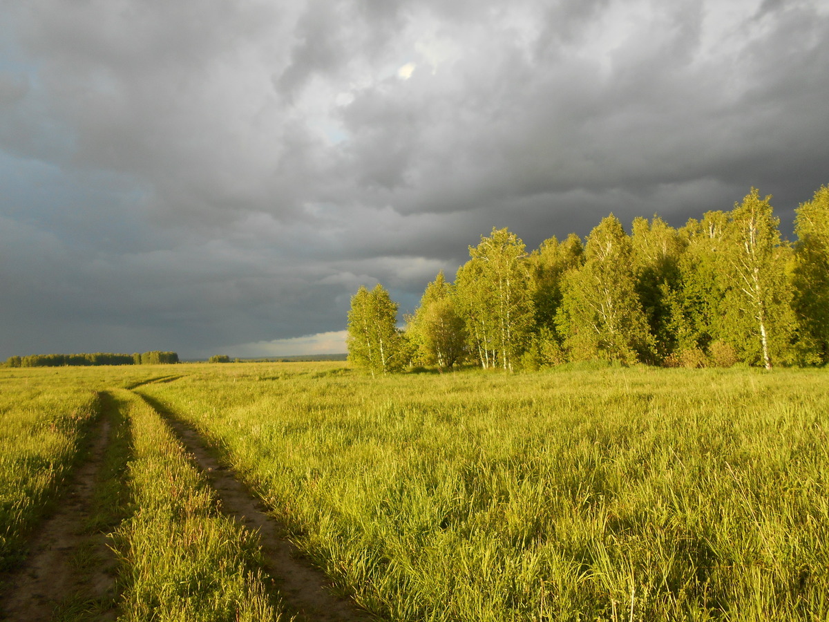 Полевая дорога / Field dirt road