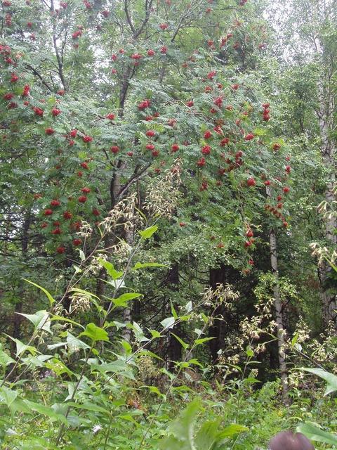 Рябина кудрявая  (Lush European Mountain-Ash  tree)