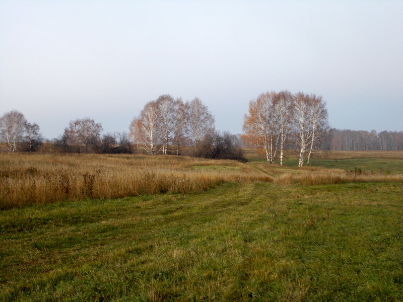 Морозное утро/Frosty morning